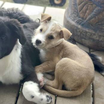 Wire Fox Terrier and Wirehaired Terrier Dogs Available for Adoption in Austin, Texas - Panya  | PetCurious