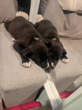 Great Pyrenees Dogs Available for Adoption in Columbus, Ohio - New Girl Litter-Jess | PetCurious