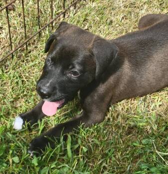 CONTESSA -  Mixed Breed Dog for Adoption in Taycheedah, Wisconsin - CONTESSA | PetCurious