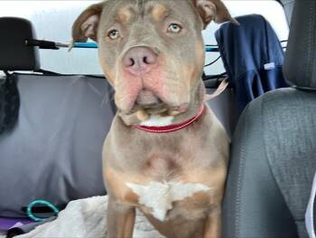 Pit Bull Terrier Dogs Available for Adoption in Kent, Washington - KATHY | PetCurious