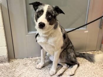 WILLY -  Border Collie and Australian Shepherd Dog for Adoption in Pueblo, Colorado - WILLY | PetCurious