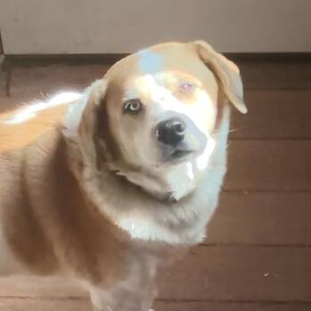 Great Pyrenees and Husky Dogs Available for Adoption in Beaverton, Oregon - Tobin Boy | PetCurious