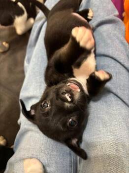 Mixed Breed Dogs Available for Adoption in Chamblee, Georgia - Caffeine | PetCurious