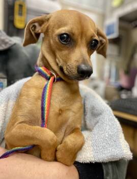 Chihuahua Dogs Available for Adoption in Garland, Texas - Charlie  | PetCurious