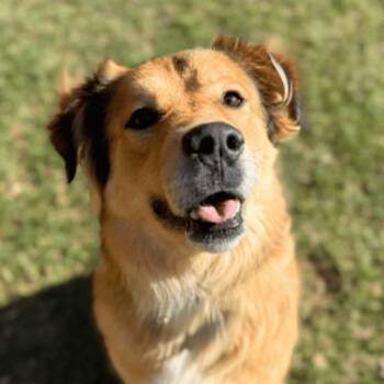 Golden Retriever and Great Pyrenees Dogs Available for Adoption - Reggie Golden Teddie | PetCurious