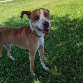 Duck -  Catahoula Leopard Dog and Dutch Shepherd Dog for Adoption in Austin, Texas - Duck | PetCurious