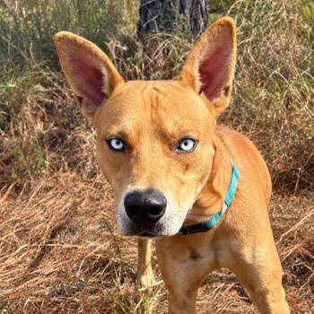 Fox -  Mixed Breed Dog for Adoption in Marshall, Texas - Fox | PetCurious