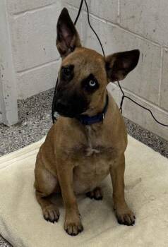 Lapis -  Mixed Breed Dog for Adoption in Kansas City, Missouri - Lapis | PetCurious