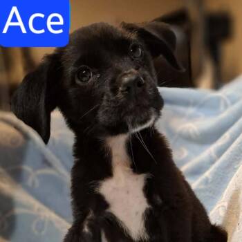 Ace -  Labrador Retriever and Mixed Breed Dog for Adoption - Ace | PetCurious