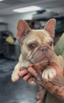 Gum Drop -  French Bulldog Dog for Adoption in Ventura, California - Gum Drop | PetCurious
