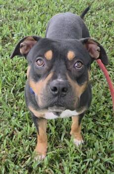 MONTY -  American Staffordshire Terrier and Mixed Breed Dog for Adoption in Fort Lauderdale, Florida - MONTY | PetCurious
