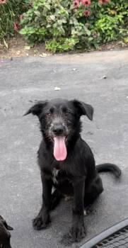 Rexy -  Aussiedoodle and Labrador Retriever Dog for Adoption in Bull Valley, Illinois - Rexy | PetCurious