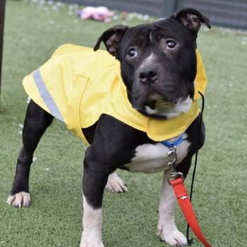 Mixed Breed Dogs Available for Adoption in New York, New York - Pothos | PetCurious