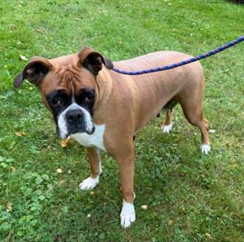 Lucy Belle -  Boxer Dog for Adoption in Hamburg, New York - Lucy Belle | PetCurious