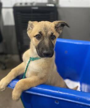 Mixed Breed Dogs Available for Adoption in Dallas, Texas - CINNAMON | PetCurious