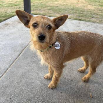Terrier Dogs Available for Adoption in Raleigh, North Carolina - Selina | PetCurious