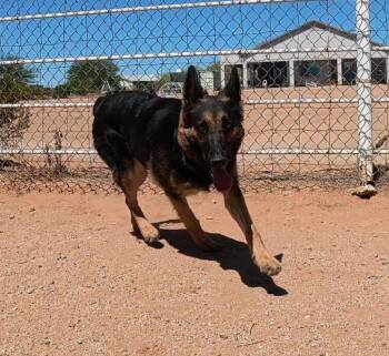 Ziva -  German Shepherd Dog Dog for Adoption in San Tan Valley, Arizona - Ziva | PetCurious