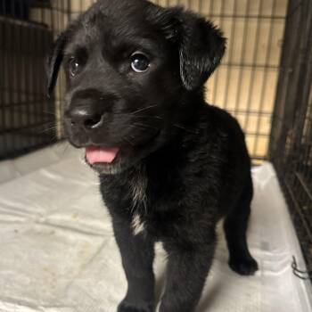 Edge -  Mixed Breed and Rottweiler Dog for Adoption in Fredericksburg, Virginia - Edge | PetCurious