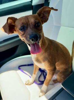 Carl -  Chihuahua Dog for Adoption in Tempe, Arizona - Carl | PetCurious