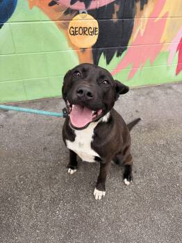 Black Labrador Retriever Dogs Available for Adoption - Winnie | PetCurious