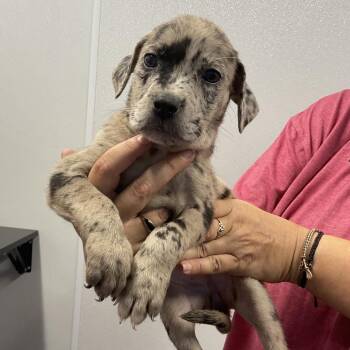 Rosalie -  Mixed Breed Dog for Adoption in Saint Joseph, Missouri - Rosalie | PetCurious
