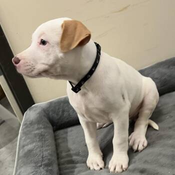 Brew -  Pit Bull Terrier and Mixed Breed Dog for Adoption in Durham, North Carolina - Brew | PetCurious