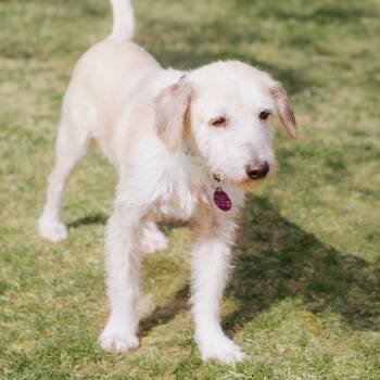 Terrier Dogs Available for Adoption in Northbrook, Illinois - Freddy HW+ | PetCurious