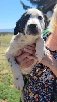 Border Collie and Australian Cattle Dog Blue Heeler Dogs Available for Adoption in Durango, Colorado - Tulip | PetCurious