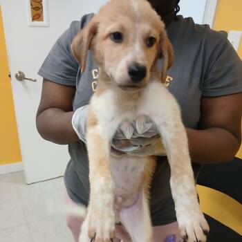 Mario -  Jack Russell Terrier Dog for Adoption in Clarksdale, Mississippi - Mario | PetCurious