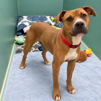 Chevy -  English Bulldog Dog for Adoption in Titusville, Florida - Chevy | PetCurious