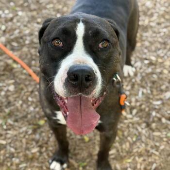 FLAPJACK -  Pit Bull Terrier and Mixed Breed Dog for Adoption in Kent, Washington - FLAPJACK | PetCurious