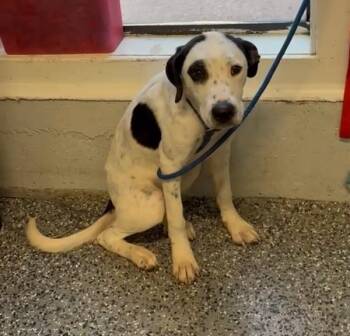 Mixed Breed Dogs Available for Adoption - Bernadette | PetCurious