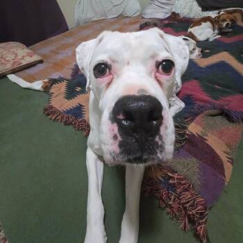 Boxer Dogs Available for Adoption in Springfield, Missouri - Pharaoh  | PetCurious