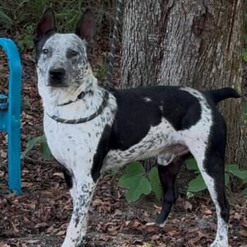 Boogers -  Australian Cattle Dog Blue Heeler Dog for Adoption in Riverwoods, Illinois - Boogers | PetCurious