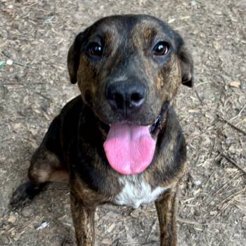 Mountain Cur Dogs Available for Adoption in Spring, Texas - Alisea | PetCurious