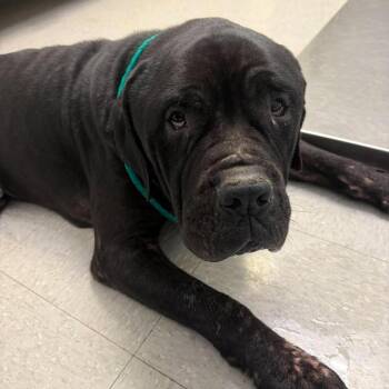 Moose 26-10-005 -  Mastiff Dog for Adoption in Bastrop, Texas - Moose 26-10-005 | PetCurious