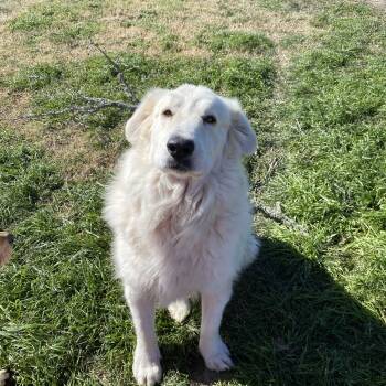 Rescue Great Pyrenees Dogs for Adoption in Johnson City, Texas - Bodhi | PetCurious