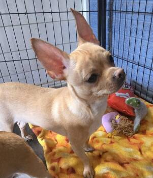Tilly -  Chihuahua Dog for Adoption in Pottstown, Pennsylvania - Tilly | PetCurious