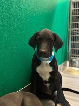 A256388 -  Pit Bull Terrier and Mixed Breed Dog for Adoption in Visalia, California - A256388 | PetCurious