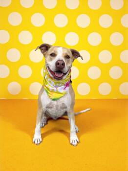 Rescue Labrador Retriever and Pit Bull Terrier Dogs for Adoption in Redondo Beach, California - Ferris-ADOPT Me!! | PetCurious