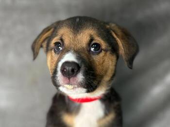 Sherbet -  Australian Shepherd and Rottweiler Dog for Adoption in Portland, Oregon - Sherbet | PetCurious