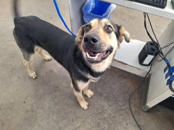 Mixed Breed Dogs Available for Adoption - CRUISE | PetCurious