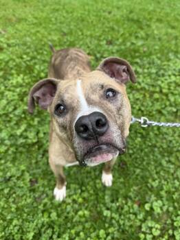 Rocky -  Pit Bull Terrier Dog for Adoption in Reisterstown, Maryland - Rocky | PetCurious