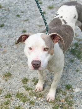 American Staffordshire Terrier Dogs Available for Adoption in Elizabethtown, North Carolina - Molly | PetCurious