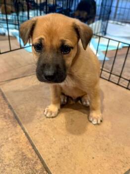 REBEL -  Labrador Retriever and Border Collie Dog for Adoption in Discovery Bay, California - REBEL | PetCurious