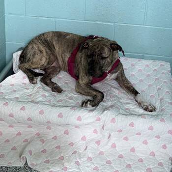 Boo -  Mixed Breed Dog for Adoption in Port Charlotte, Florida - Boo | PetCurious