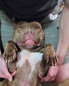 Clee -  Mixed Breed Dog for Adoption in Cincinnati, Ohio - Clee | PetCurious