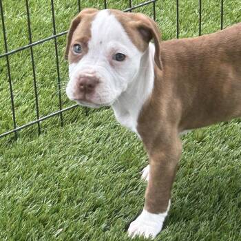 Jessie -  Boxer and Mixed Breed Dog for Adoption in Cincinnati, Ohio - Jessie | PetCurious