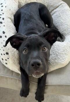 Labrador Retriever and Mixed Breed Dogs Available for Adoption in Fort Myers, Florida - Alexander | PetCurious