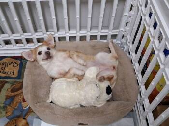 Missy -  Chihuahua Dog for Adoption in Owensboro, Kentucky - Missy | PetCurious
